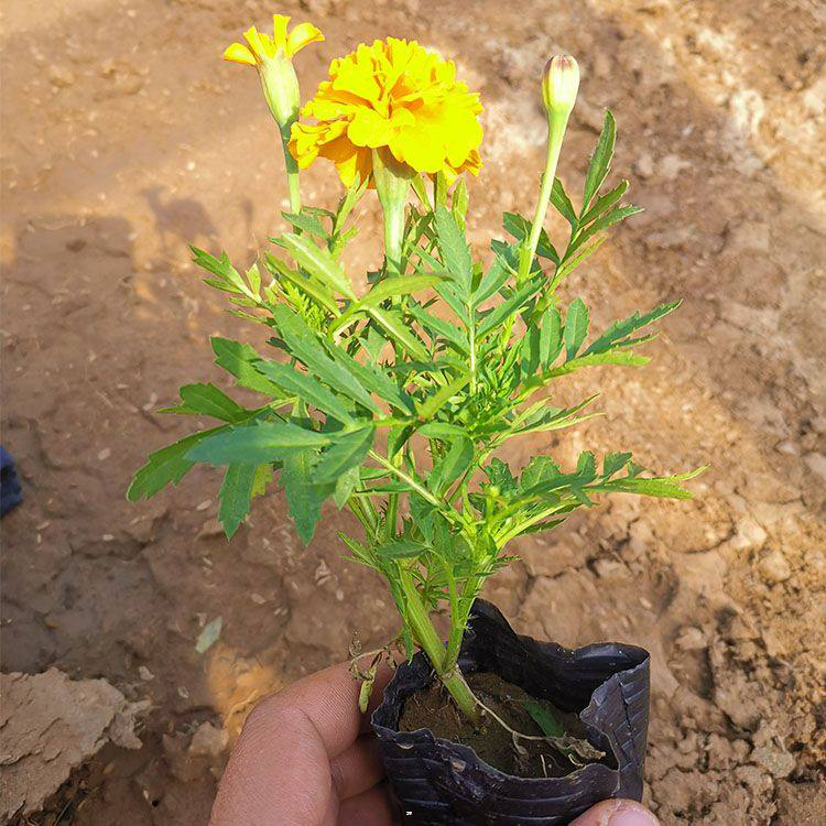 夏杰花卉供应孔雀草 公路两侧用草花 孔雀草报价