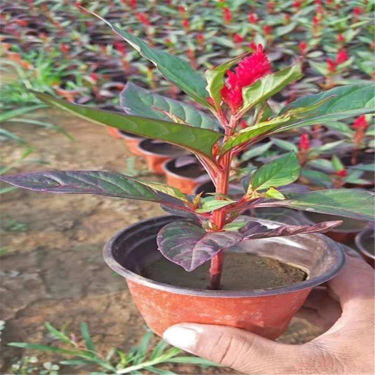 工程绿化红鸡冠花 常年批发鸡冠花 夏杰花卉 基地发货