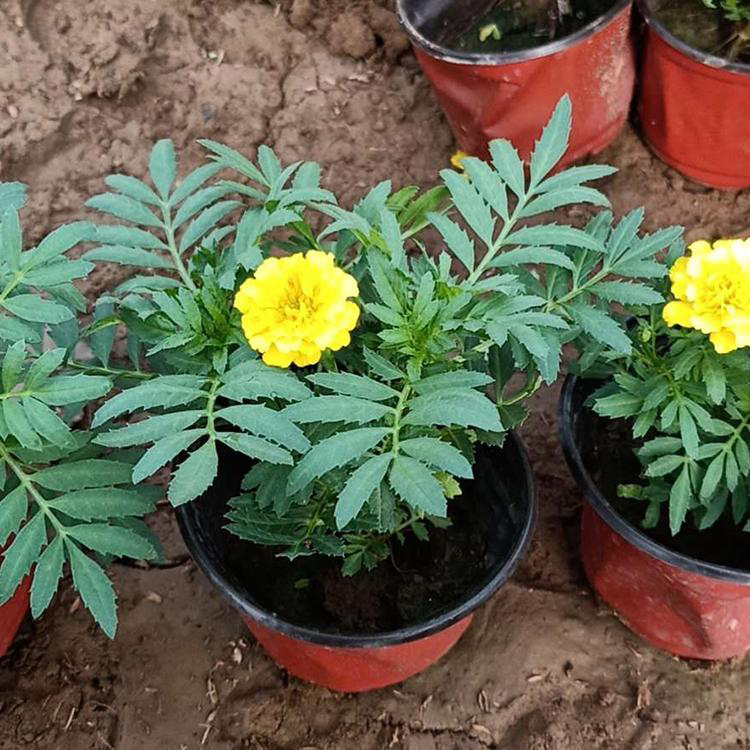 批发孔雀草花卉 批发绿化孔雀草 夏杰花卉 道路绿化