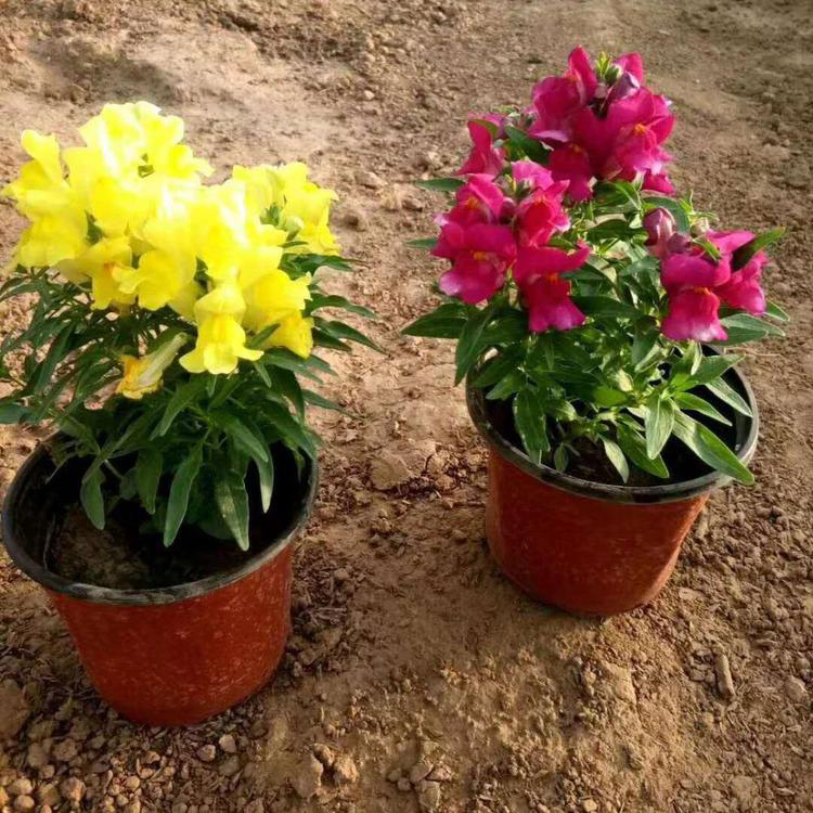 景观绿化金鱼草基地 金鱼草基地种植 夏杰花卉 绿化花木