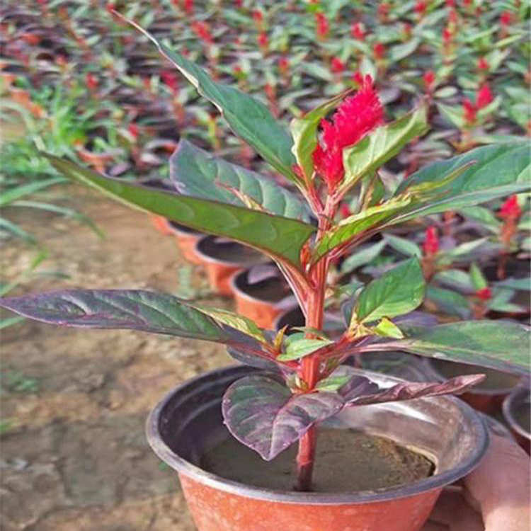 时令草花鸡冠花 绿化景观鸡冠花 夏杰花卉 绿化花木