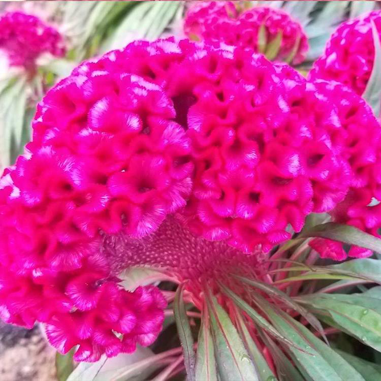 草本花卉鸡冠花 市政用苗鸡冠花 夏杰花卉 无中间商