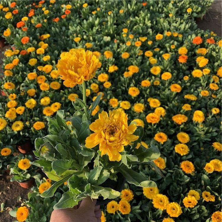 盏菊营养杯苗 金盏菊育苗批发 夏杰花卉 基地种植