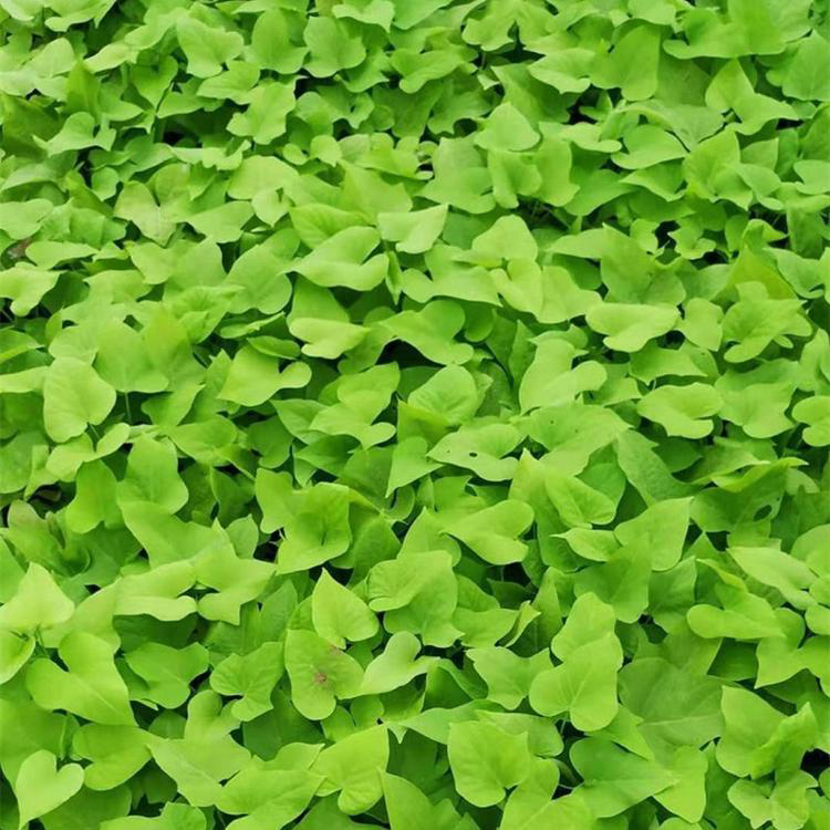 金叶薯花卉盆栽植物 批发金叶薯容器苗 夏杰花卉 绿化花木