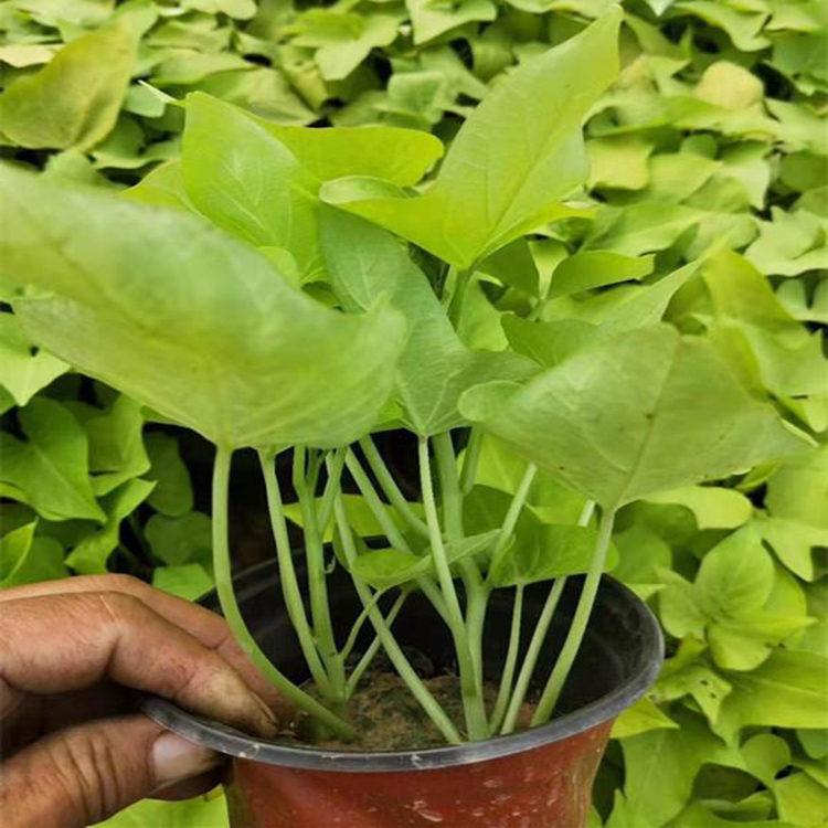 居家绿植金叶薯 金叶薯盆栽花卉 夏杰花卉 基地种植