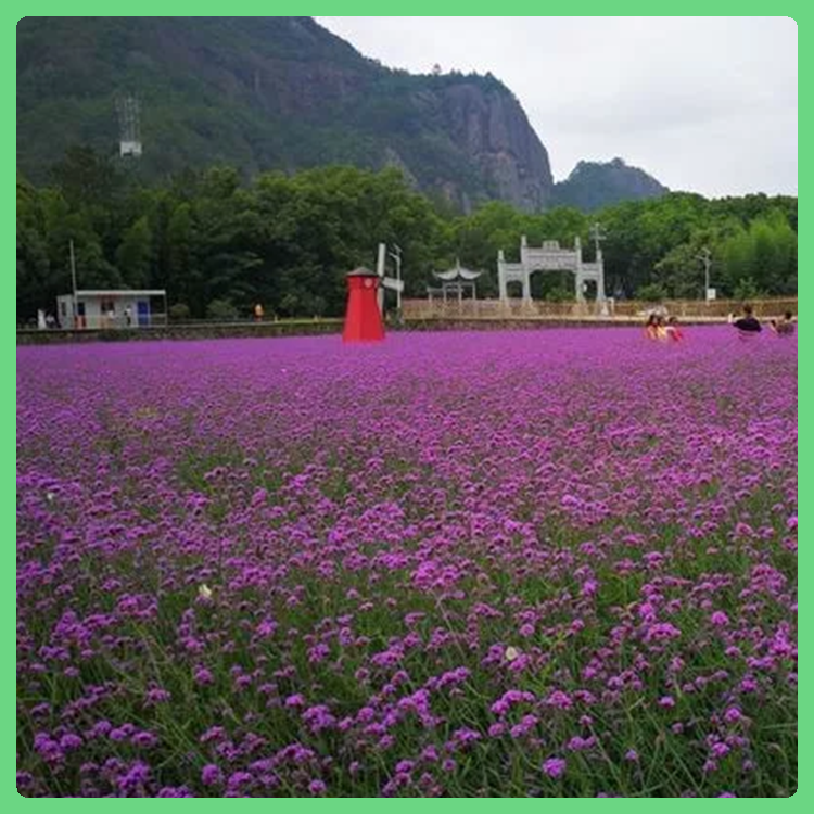 观赏花卉马鞭草 青州草花 量大优惠 马鞭草种植基地