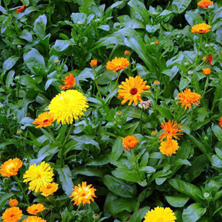 自产时令花卉金盏菊 时令花草金盏菊 夏杰花卉 基地种植
