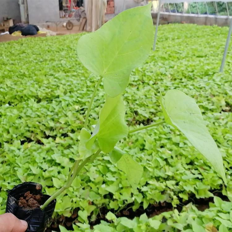 基地批发金叶薯 金叶薯公园绿化苗 夏杰花卉 苗圃供应