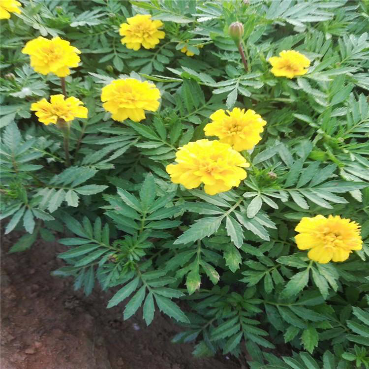 景观花卉孔雀草 绿化花草小苗孔雀草 夏杰花卉 基地发货