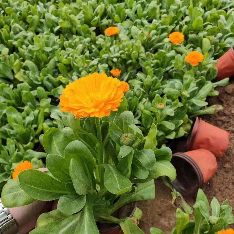 产地直供时令花草金盏菊 营养袋金盏菊基地 夏杰花卉 基地常年批发
