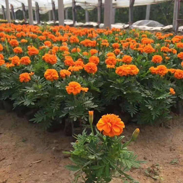 邢台孔雀草 花坛花卉 孔雀草价格