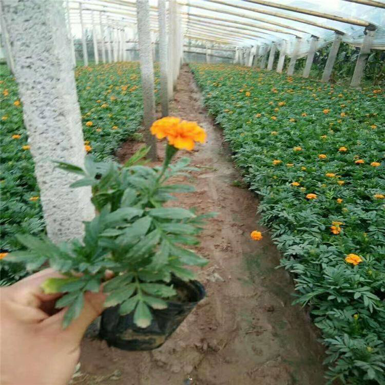 别墅工程孔雀草 批发绿化孔雀草 夏杰花卉 基地发货