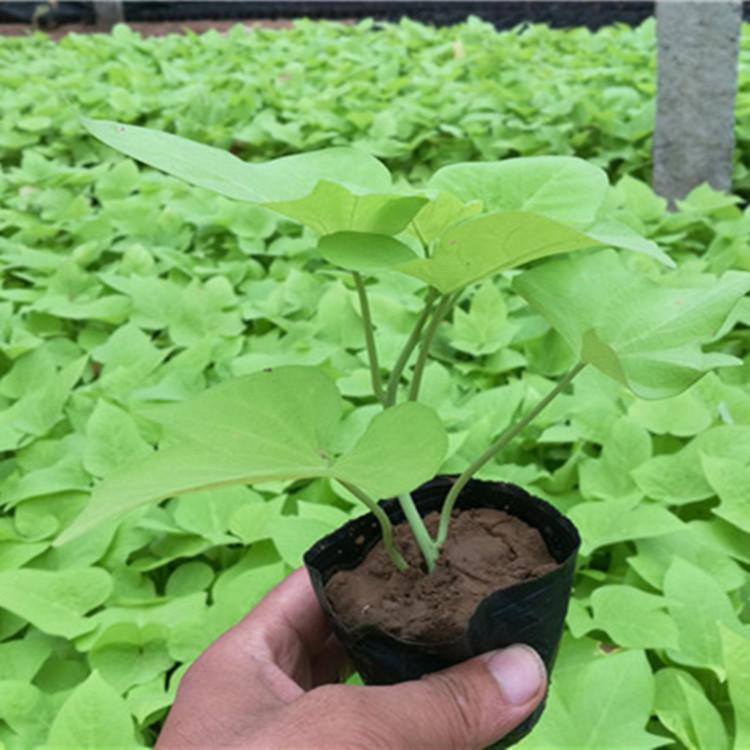 青州多年生金叶薯 工程绿化金叶薯 夏杰花卉 园林批发