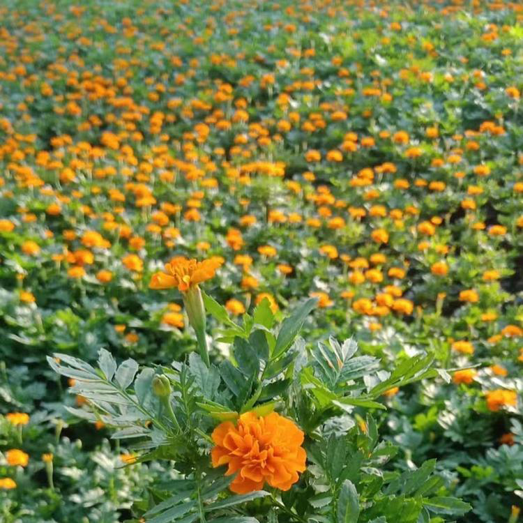 批发孔雀草花卉 孔雀草时令花卉 夏杰花卉 基地常年批发