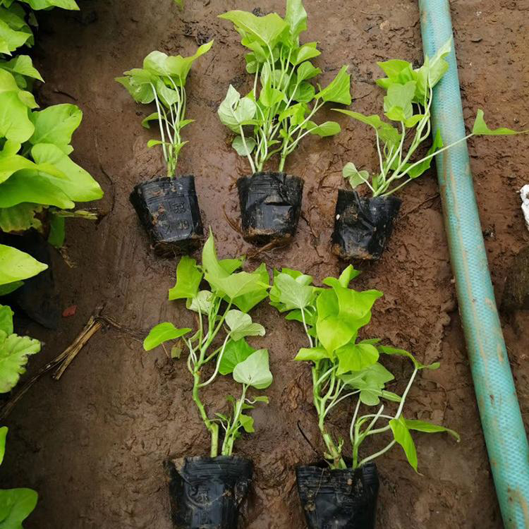 青州多年生金叶薯 观赏植物金叶薯盆栽 夏杰花卉 定金发货