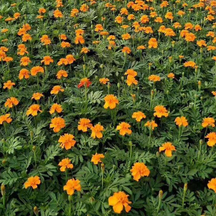 孔雀草耐寒花卉 青州基地批发黄色孔雀草 夏杰花卉 道路绿化