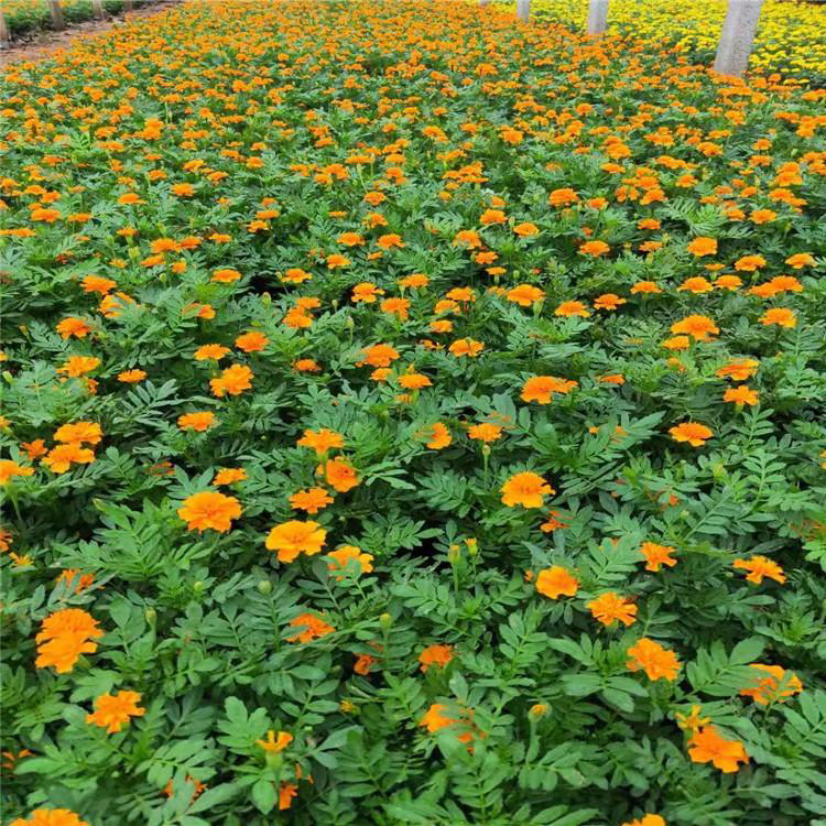 室内净化绿植孔雀草 大盆黄花孔雀草 夏杰花卉 基地发货