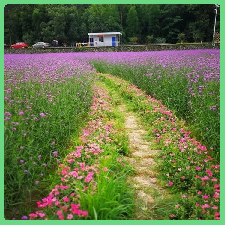 营养杯马鞭草 公园景观植物 欢迎采购 马鞭草批发