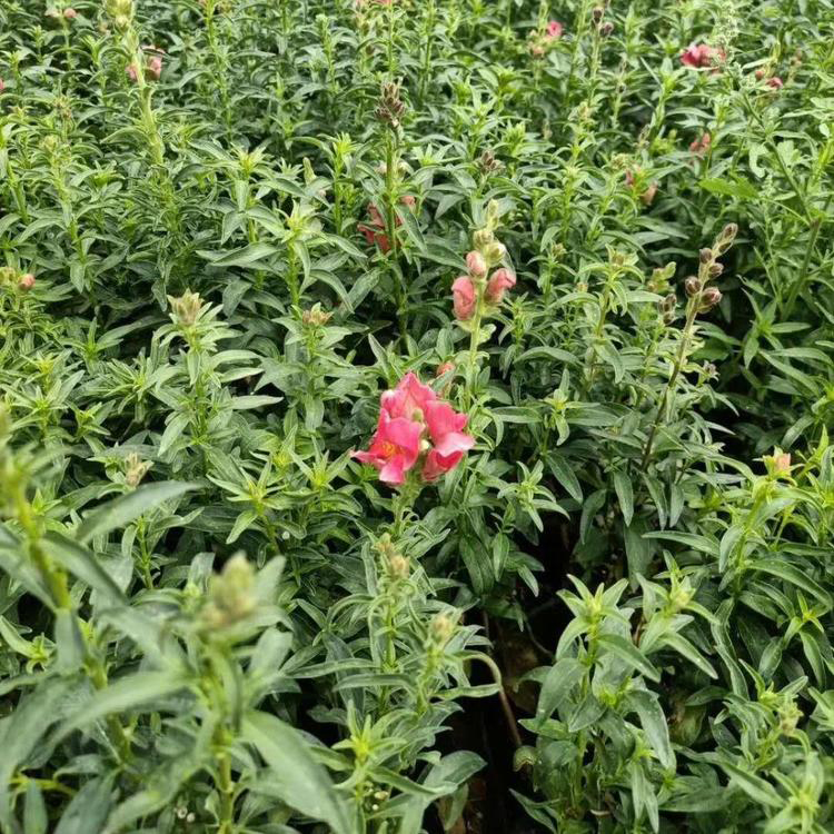 耐热耐寒金鱼草 园林绿化用金鱼草营养杯苗 夏杰花卉 园林批发