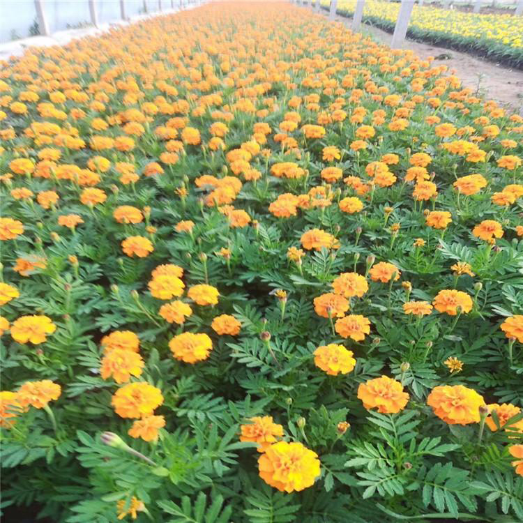 公园绿化孔雀草 花圃大量孔雀草价格 夏杰花卉 大量批发