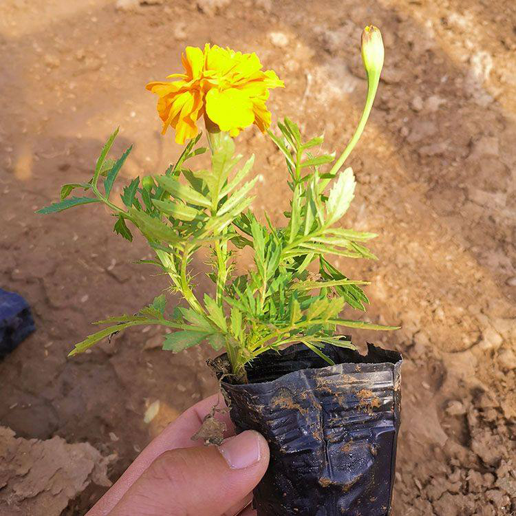 景观花卉草花孔雀草 工程花卉孔雀草批发 夏杰花卉 基地发货