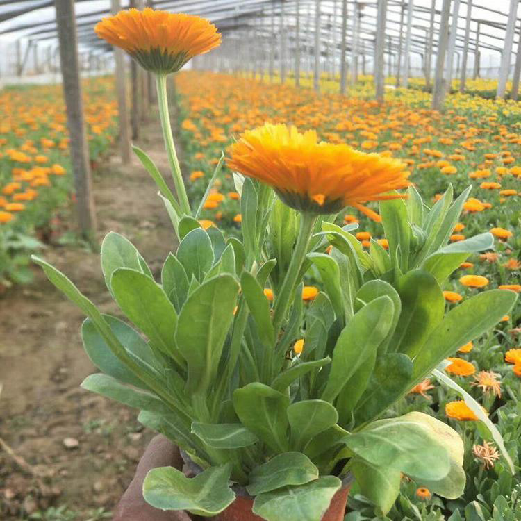 金盏菊苗支持混批 时令花草金盏菊 夏杰花卉 货到付款