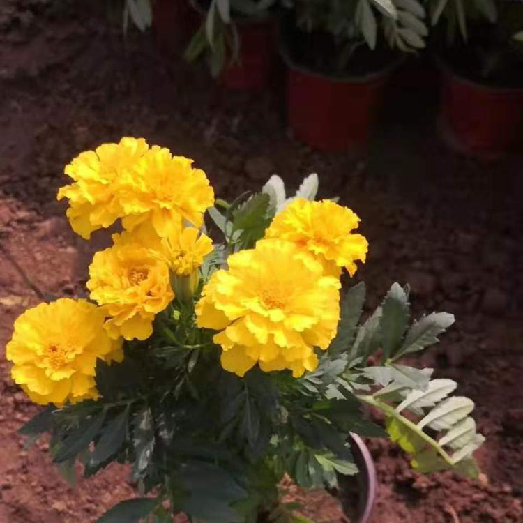 景观花卉孔雀草 庭院植物孔雀草 夏杰花卉 苗圃供应