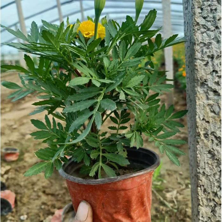绿化观赏孔雀草 孔雀草时令花卉 夏杰花卉 绿化花木
