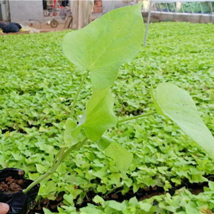 草本金叶薯基地 金叶薯盆栽花卉 夏杰花卉 广场组摆