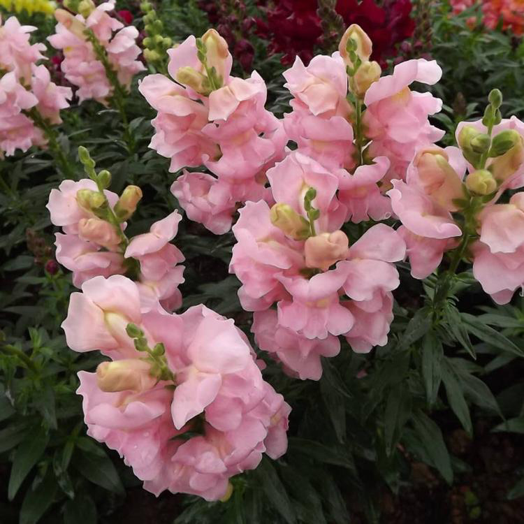 金鱼草产地发货 绿化植物金鱼草 夏杰花卉 无中间商