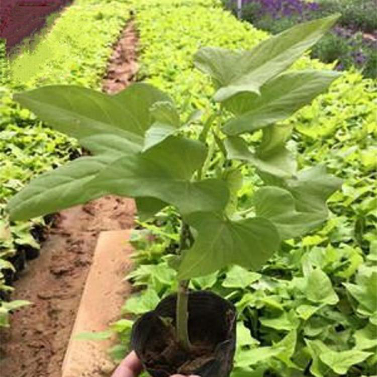 居家绿植金叶薯 金叶薯公园绿化苗 夏杰花卉 定金发货