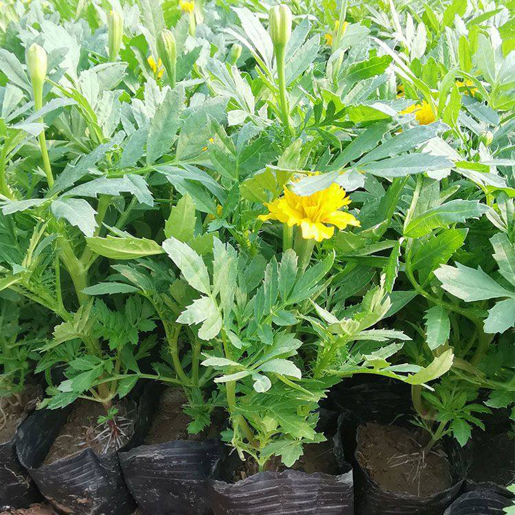 可盆栽孔雀草报价 批发盆栽孔雀草 夏杰花卉 十一造型设计