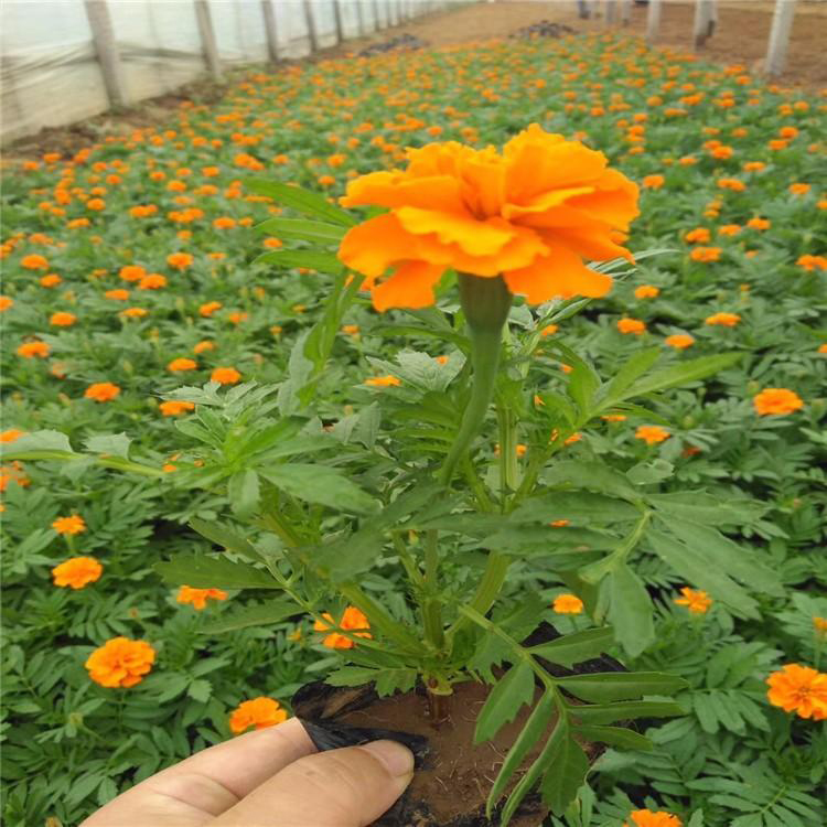 陕西孔雀草价格 花箱花卉 孔雀草小苗出售