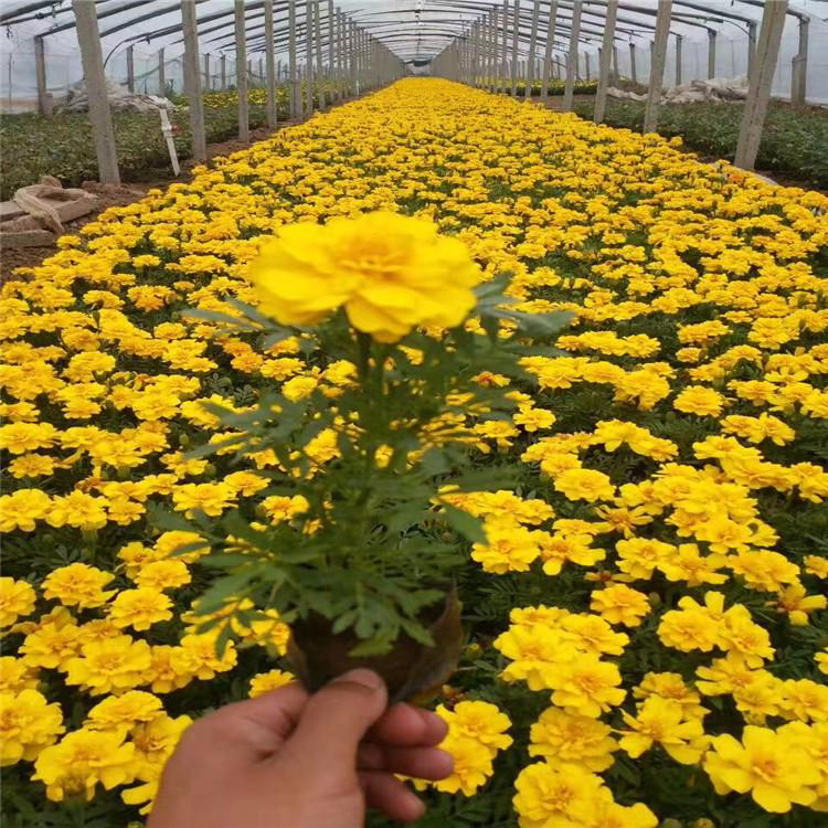 观赏花卉孔雀草 盆栽阳台孔雀草 夏杰花卉 苗圃供应