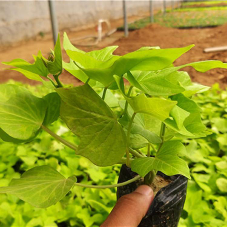 居家绿植金叶薯 工程绿化金叶薯苗 夏杰花卉 十一草花