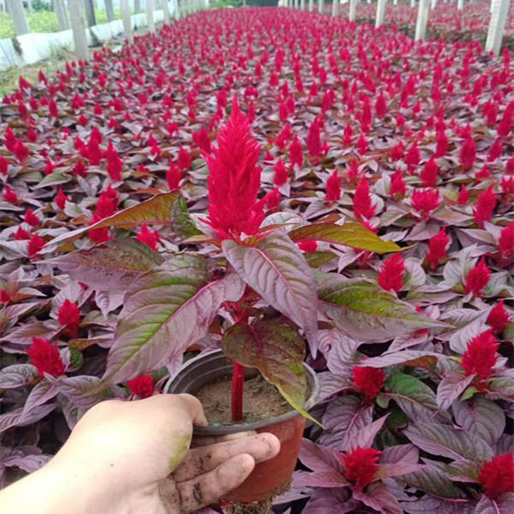 盆栽鸡冠花批发 鸡冠花大量出售 夏杰花卉 基地种植