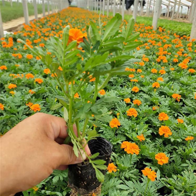 公园盆栽孔雀草 市政绿化时令草花 夏杰花卉 基地发货
