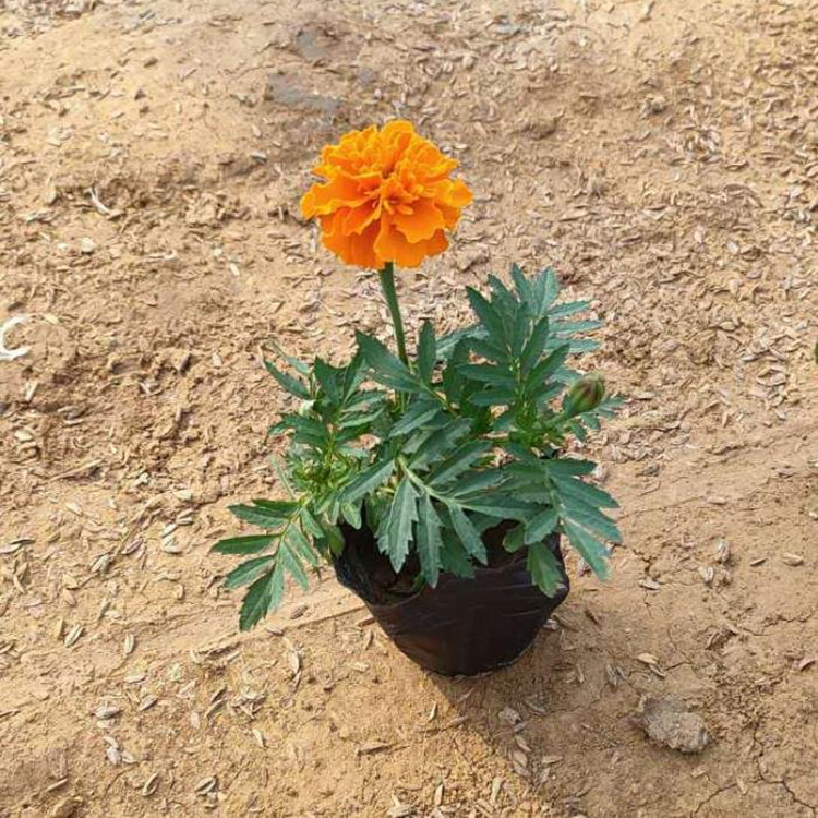 阳台盆栽孔雀草 绿化花草小苗孔雀草 夏杰花卉 小区草花