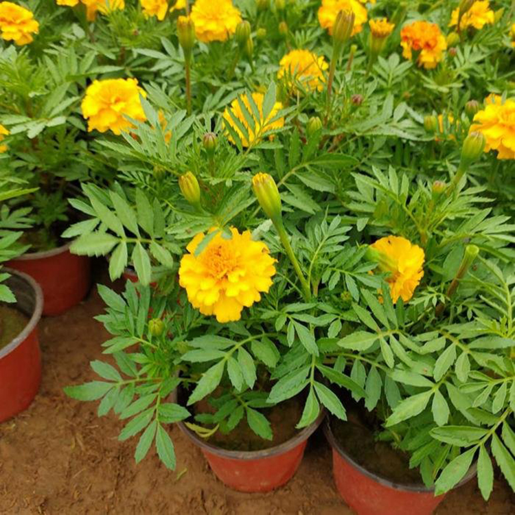 基地供应孔雀草 绿化草花 孔雀草小苗培育