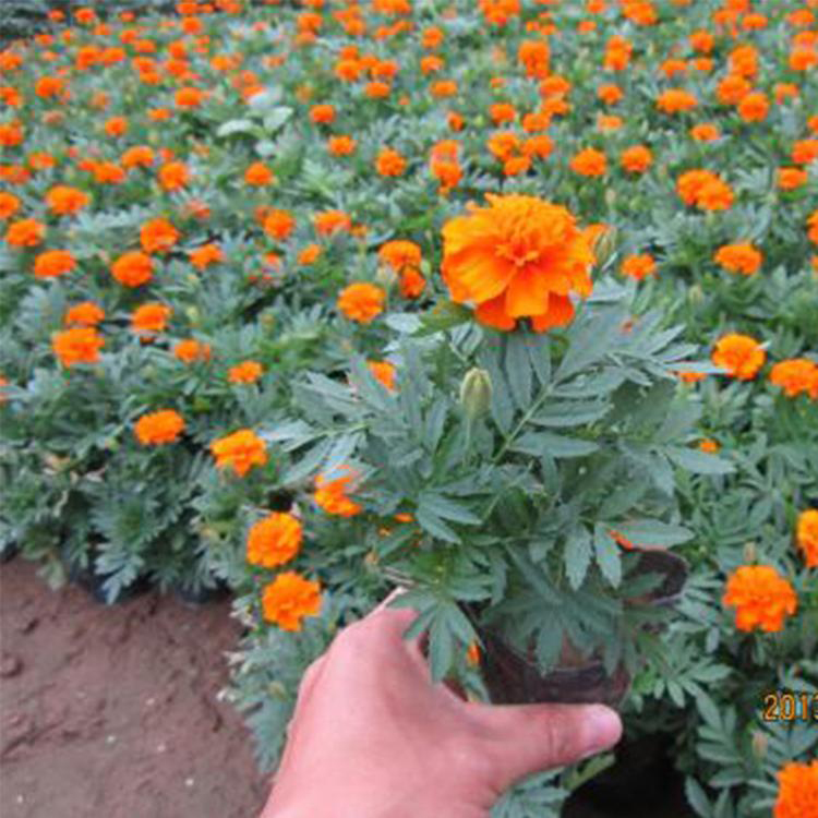 基地供应孔雀草  孔雀草种植厂家  夏杰花卉 基地常年批发
