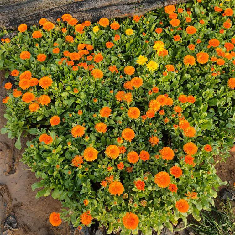产地直供时令花草金盏菊 花园绿化用花金盏菊 夏杰花卉 基地发货