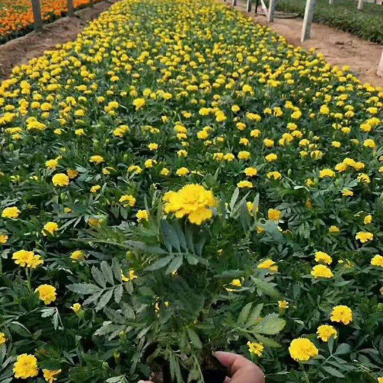 河北孔雀草 公路两侧用草花 孔雀草小苗培育
