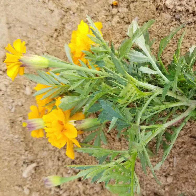 供应草花孔雀草 大盆黄花孔雀草 夏杰花卉 货到付款