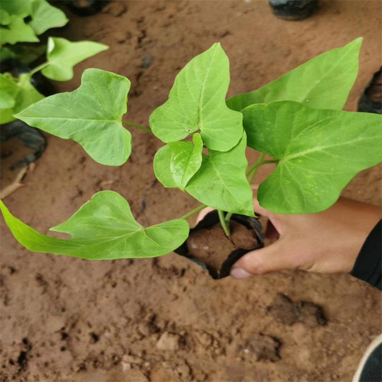 青州基地批发金叶薯 金叶薯盆栽花卉 夏杰花卉 无中间商