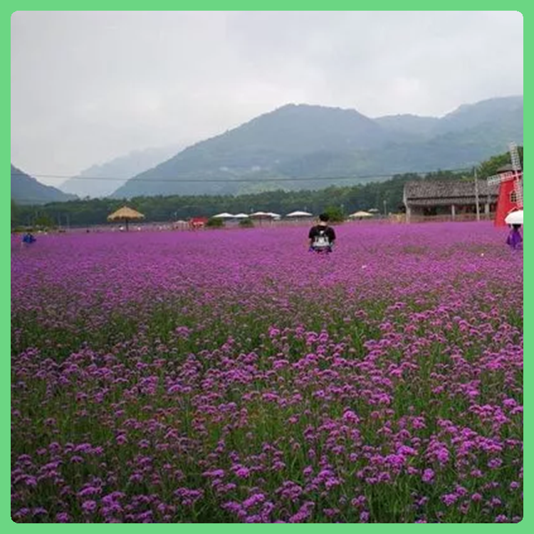 柳叶马鞭草 公园景观植物 基地大量供应 马鞭草报价