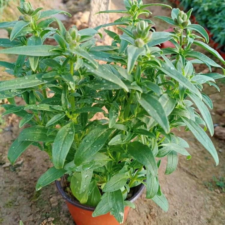 批发盆栽金鱼草 出售公园用金鱼草 夏杰花卉 园林批发