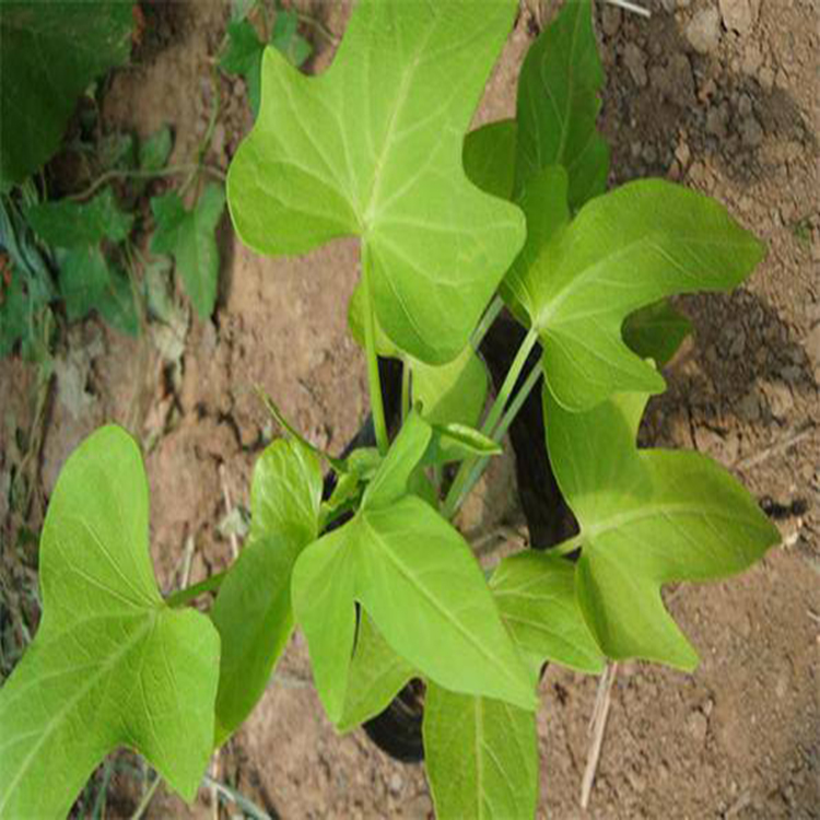 黄金金叶薯盆栽 草花植物金叶薯 夏杰花卉 绿化花木