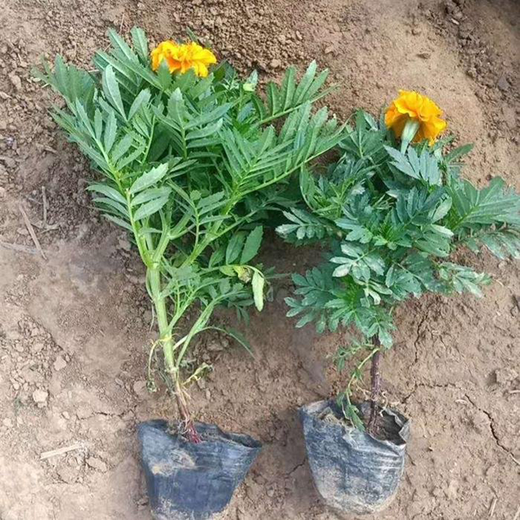 基地出售孔雀草 公路两侧用草花