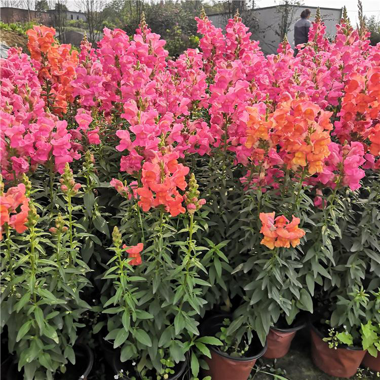 金鱼草观赏性花卉 出售公园用金鱼草 夏杰花卉 定金发货