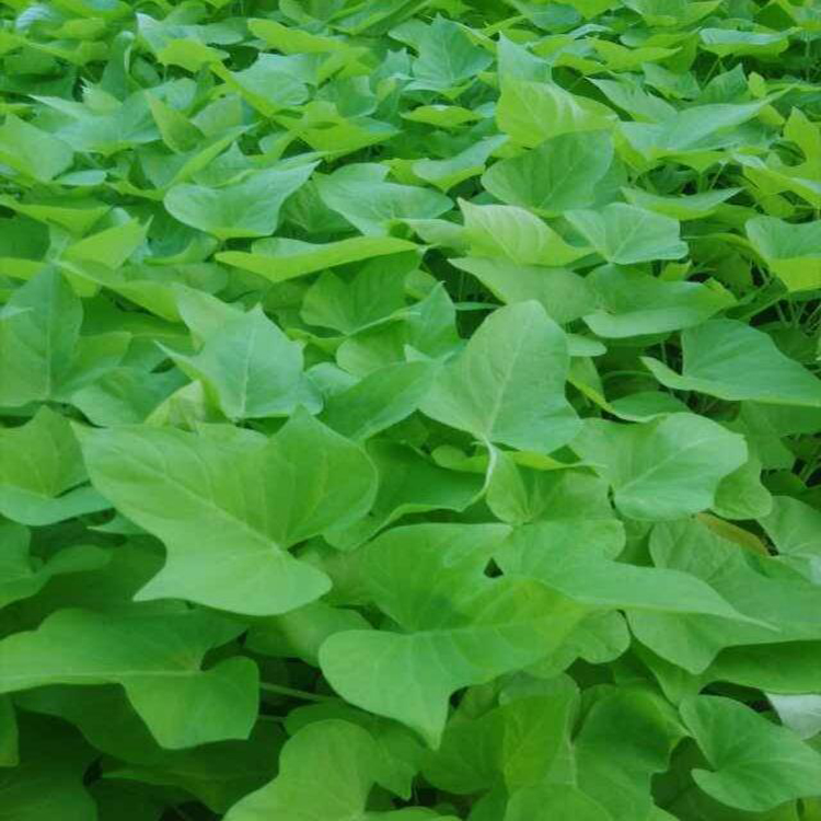 黄金金叶薯盆栽 花坛盆栽金叶薯杯苗 夏杰花卉 基地发货